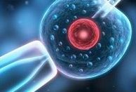 试管自然周期移植：回归自然，三大优势与潜在挑战